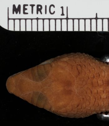 Media type: image;   Herpetology R-14632